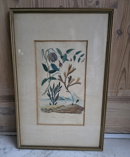 Antiker botanischer stahlstich - antiker,