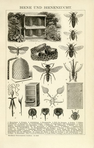 Biene bienenzucht imkerei - biene,
